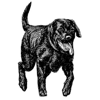 Image of black Labrador Retriever hand drawn vector