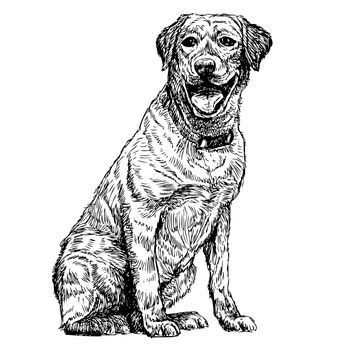 Image of yellow Labrador Retriever hand drawn vector