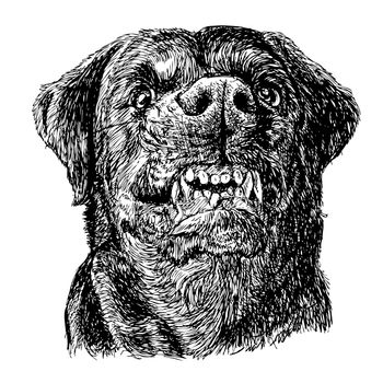 Image of angry Rottweiler hand drawn vector