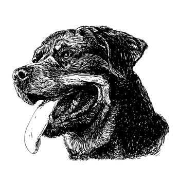 Image of Rottweiler hand drawn vector