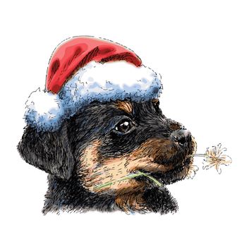 Puppy Rottweiler with santa claus hat hand drawn vector , use for christmas background