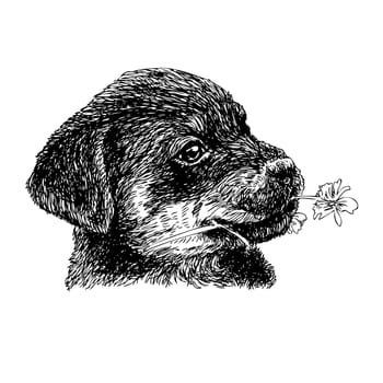 Image of puppy Rottweiler hand drawn vector
