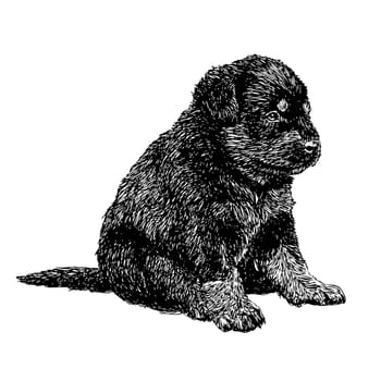 Image of puppy Rottweiler hand drawn vector