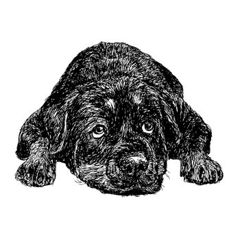 Image of Rottweiler hand drawn vector