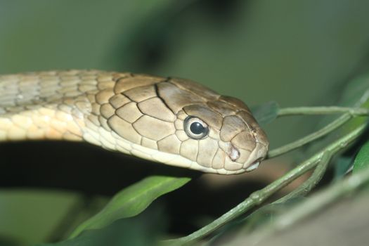 close up king croba snake