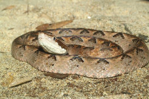 Scaleless Corn Snake in thailand