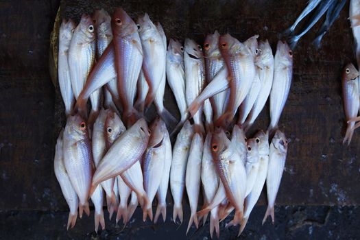 Fresh fish at Stone Town Fish Market