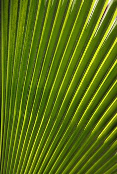 Green palm leaf close up. Natural background