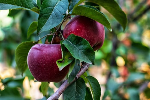 branches of Apple trees with ripe,juicy fruits