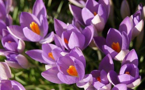 A close-up image of colourful Spring Crocus flowers.