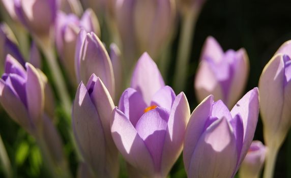 A close-up image of colourful Spring Crocus flowers.