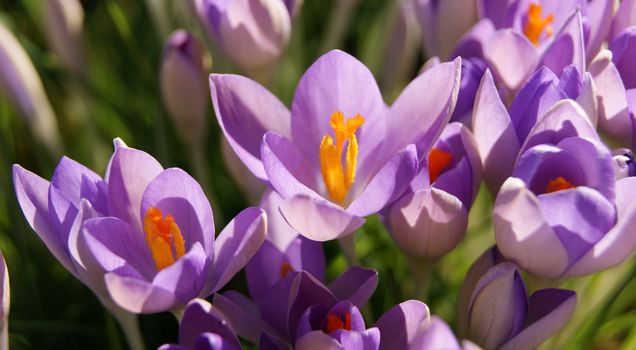 A close-up image of colourful Spring Crocus flowers.