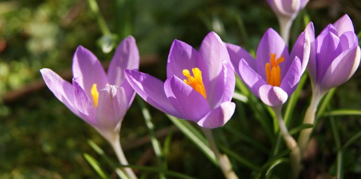 A close-up image of colourful Spring Crocus flowers.