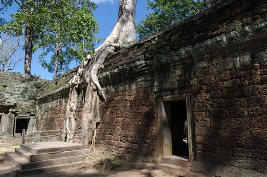 Roots of a spung on a temple in Ta Prohm in Siem Reap, Cambodia