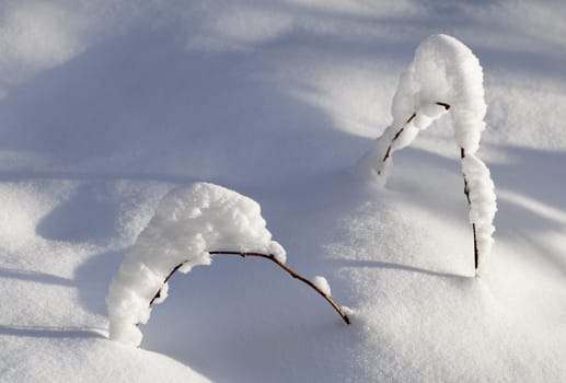 Branch of a small plant covered with snow 