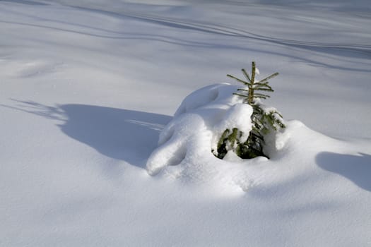 Branch of a small fir-tree covered with snow 