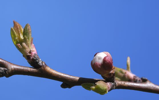 Sakura branch with buds and flowers against blue sky