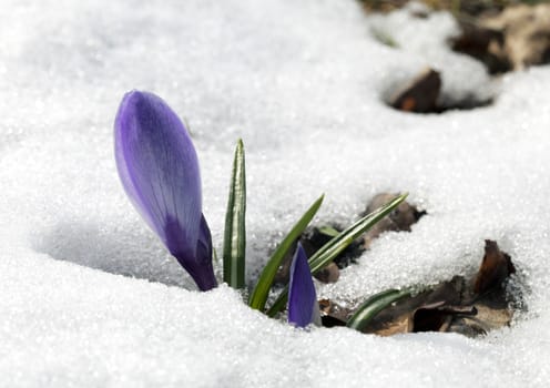 A fresh crocus flower in the snow