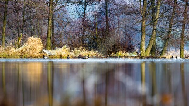 landscape with natural river, nature series