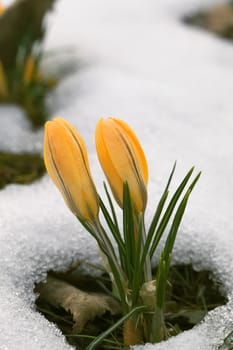 A fresh crocus flower in the snow