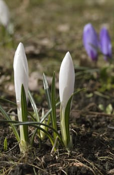 Fresh crocus flowers on a sunny spring day