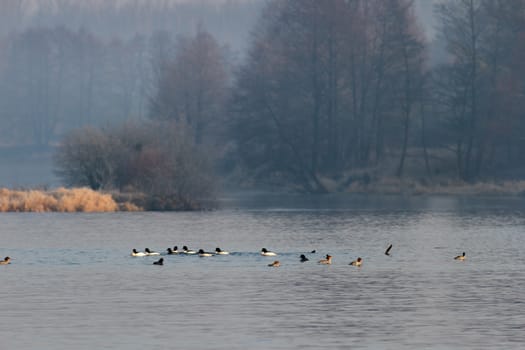 landscape with natural river, nature series