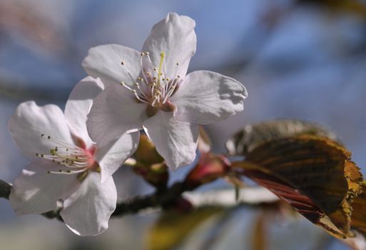 Sakura branch with flowers against blue sky