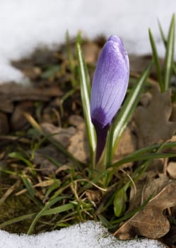 A fresh crocus flower in the snow