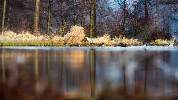 landscape with natural river, nature series