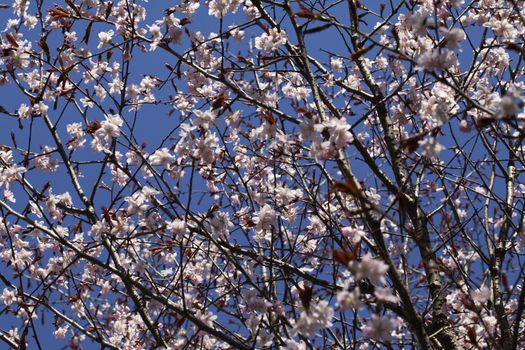 Sakura branches with flowers against blue sky