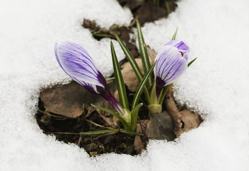 A fresh crocus flower in the snow