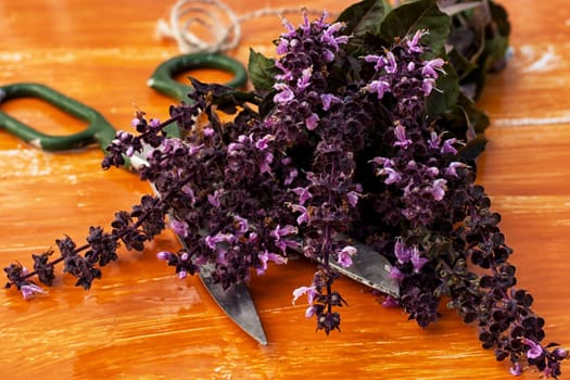 beam cut the blooming lavender with pleasant aroma on a wooden table