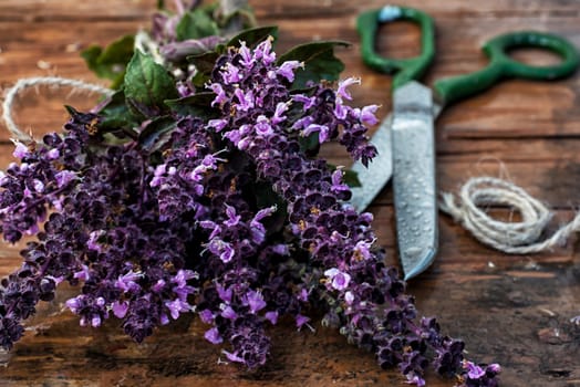 beam cut the blooming lavender with pleasant aroma on a wooden table