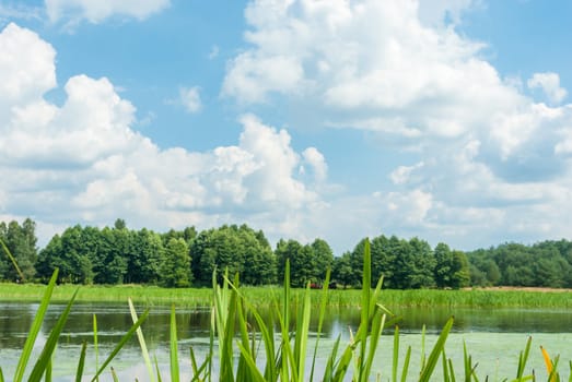 landscape with natural river, nature series