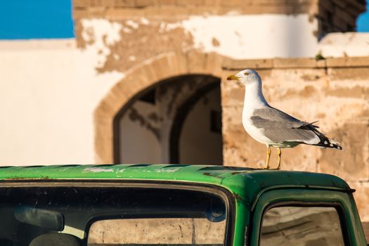 Seagull enjoying the early evening sunlight on the roof of a green car. Building with a gate in the background. Blue sky.