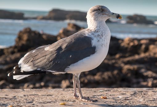 Seagull on a wall at the oceanside in Essaouira, Morocco. Looking directly to the camera. Coastal rocks and Atlantic ocean in the background.