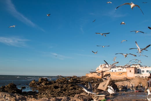 Old medieval city on the coast of Atlantic Ocean. Many seagulls hunting in the port. Blue sky with light clouds.