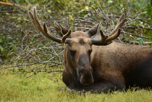 mosse in alaska