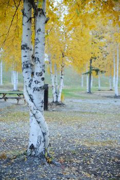 fall color of aspen tree in alaska