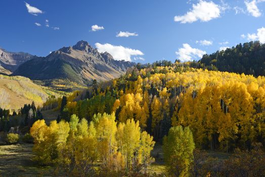 aspen in autumn at san juan mountains colorado