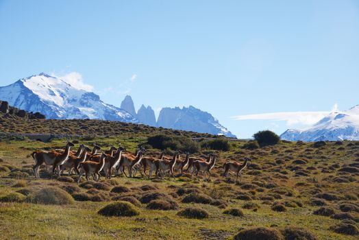 wild guanaco with hill and mountain in patagonia