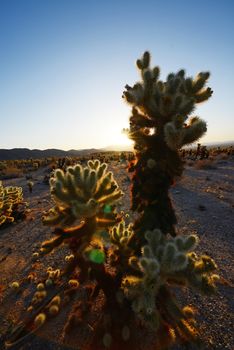 cholla cactus garden from Joshua Tree national park with a warm morning sunlight