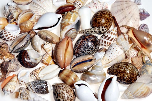 Shells fro all parts of the globe.