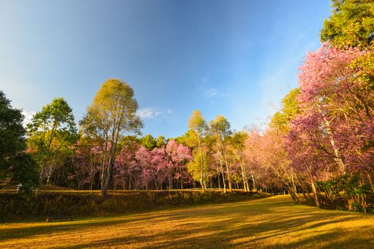 Wild Himalayan Cherry On the mountains in the north of Thailand