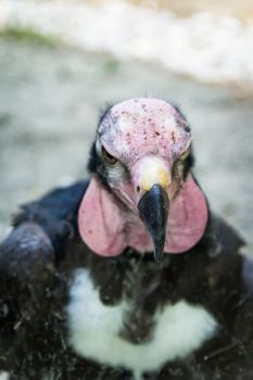 The Red-headed Vulture (Sarcogyps calvus) is also known as the Asian King Vulture, Indian Black Vulture or Pondicherry Vulture.