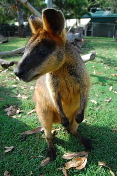 Kangaroo at town park, Brisbane, Queensland, Australia