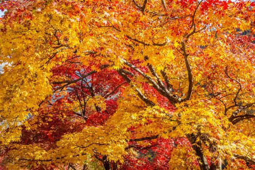 Maple tree in autumn in korea.