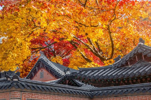 Roof of Gyeongbukgung and Maple tree in autumn in korea.