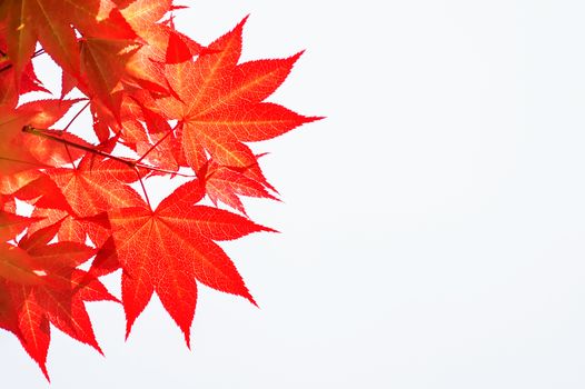 Autumn rea maple leaves on white background.