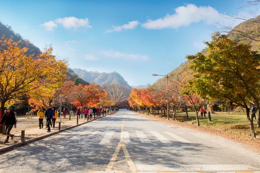 NAEJANGSAN,KOREA - NOVEMBER 30: Tourists taking photos of the beautiful scenery around Naejangsan,South Korea during autumn season on November 30, 2014.